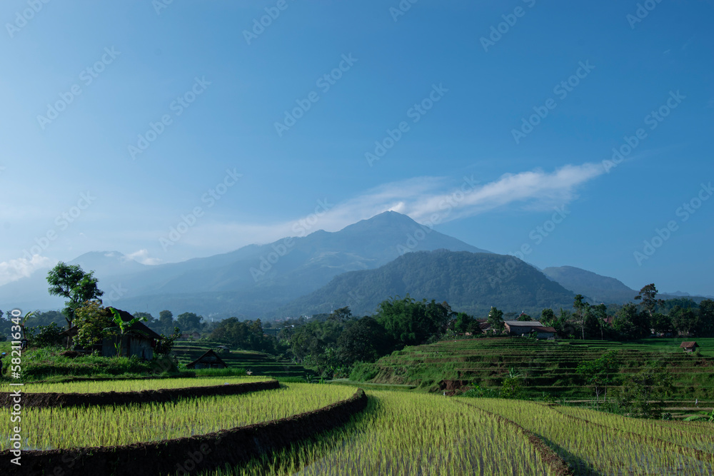 Rice fields with mountain background