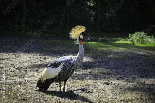 Crowned crane walks in a green park on a sunny day photo