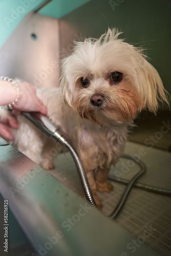 Showering a little white dog in a grooming salon
