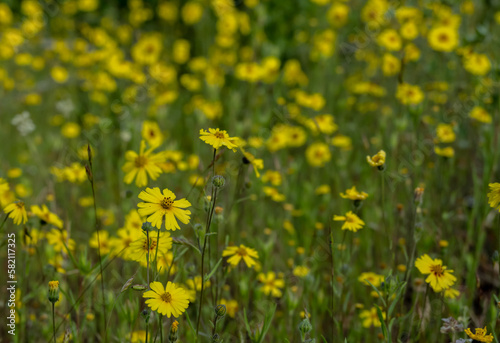 Field Of Common Madia Bloom In Bright Yellow