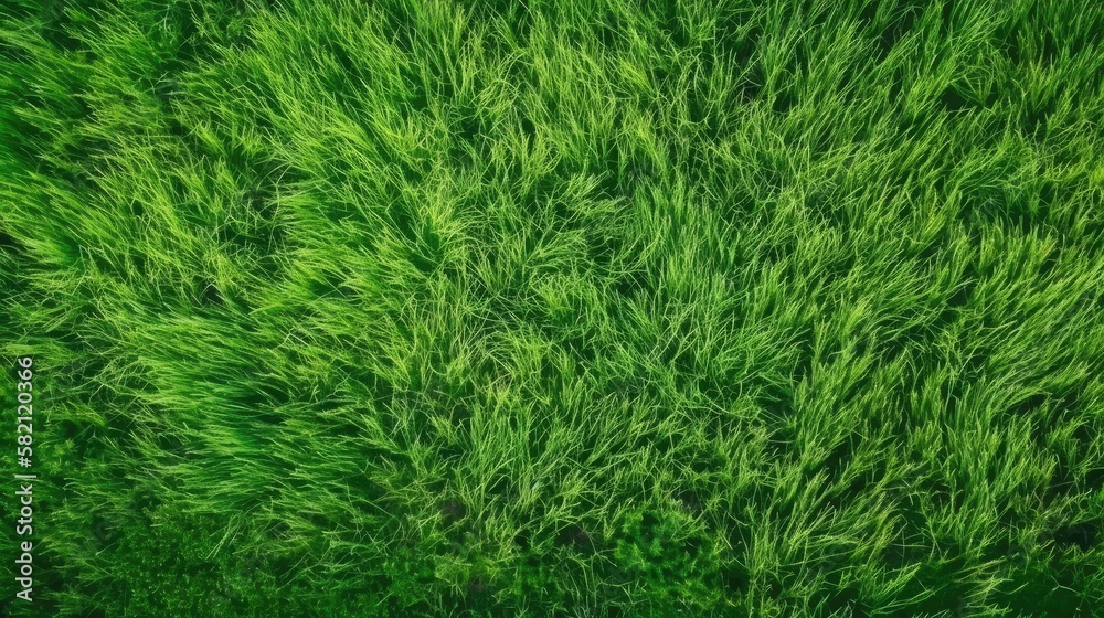 Fototapeta premium green grass background aerial view