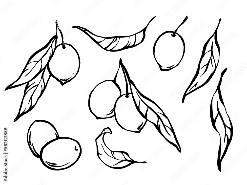 Obraz premium Hand drawn olives set of outline monochrome illustrations
