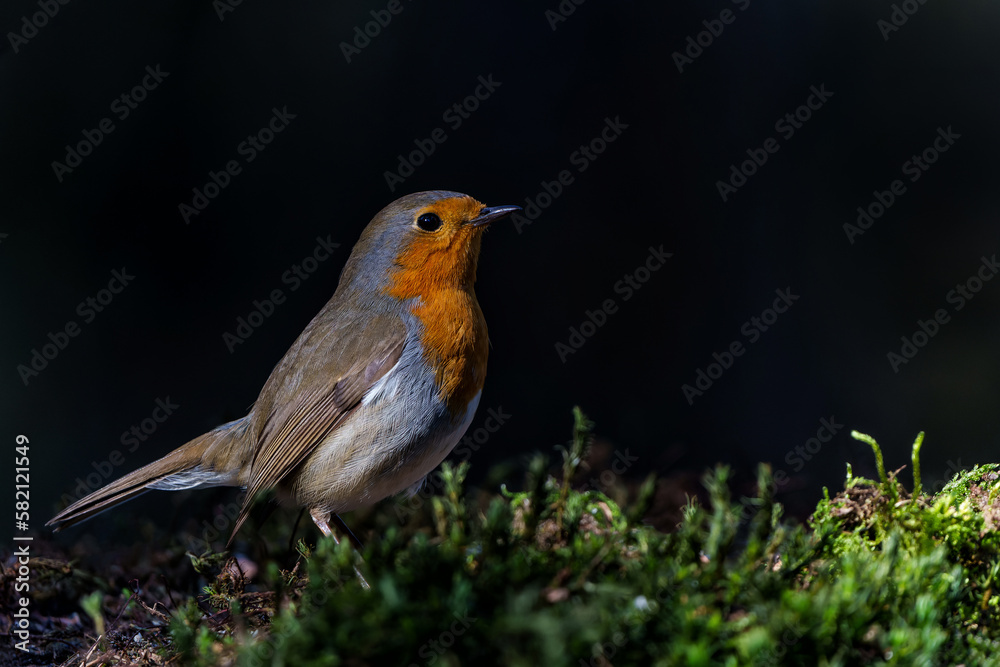 European Robin (Erithacus rubecula) searching for food in the forest of the Netherlands. Dark background. European Robin (Erithacus rubecula) searching for food in the forest of the Netherlands. Dark background.