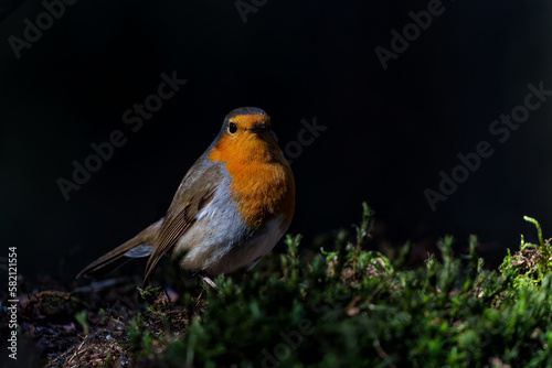  European Robin (Erithacus rubecula) searching for food in the forest of the Netherlands. Dark background. 