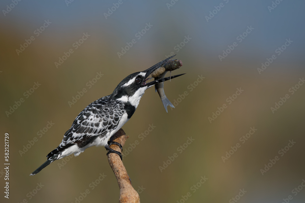 Obraz premium kingfishers