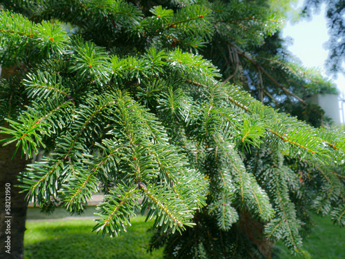 Spruce stem detail in green tones