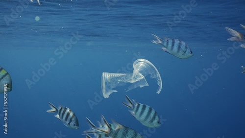 School of fish swims next to plastic cup floating underwater. Transparent disposable plastic cup drifts underwater on blue water surface on sunny day in sunrays, Indo-Pacific sergeant swim past