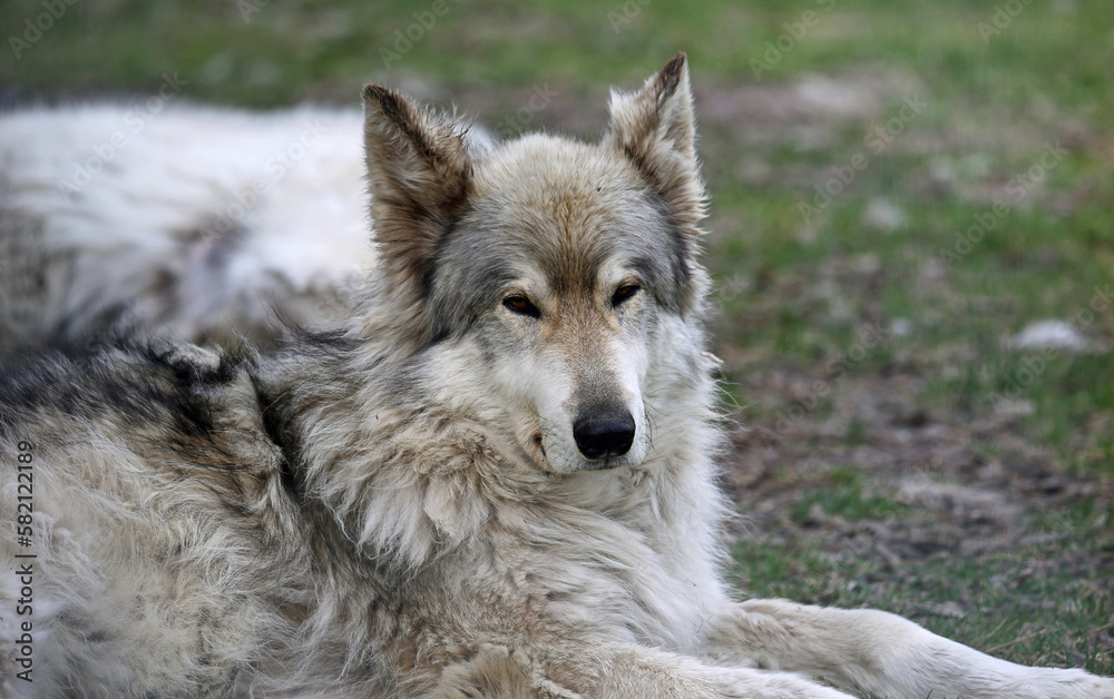 Young Wolfdog portrait, Canada