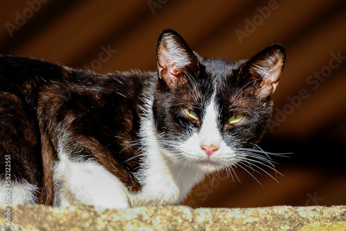 Young black and white stray cat on a wall, resting and sunbathing photo