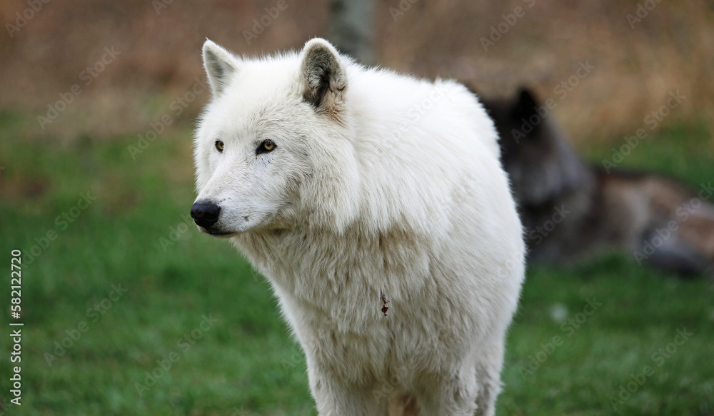 Fototapeta premium Arctic Wolfdog portrait, Canada