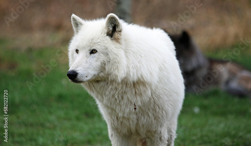 Arctic Wolfdog portrait  Canada