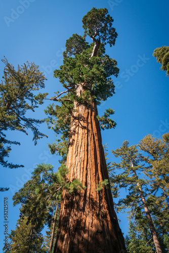 General Grant Tree in Kings Canyon National Park © Zack Frank