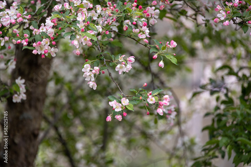 Delicate Apple Tree Blossoms