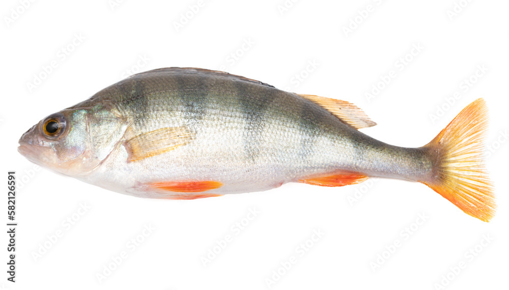 Perch fish isolated on a white background.