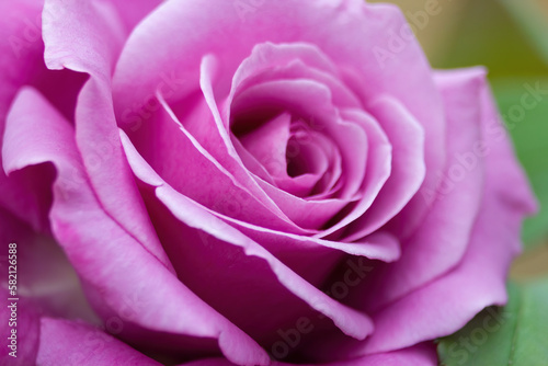 Close-up of a romantic pink rose.