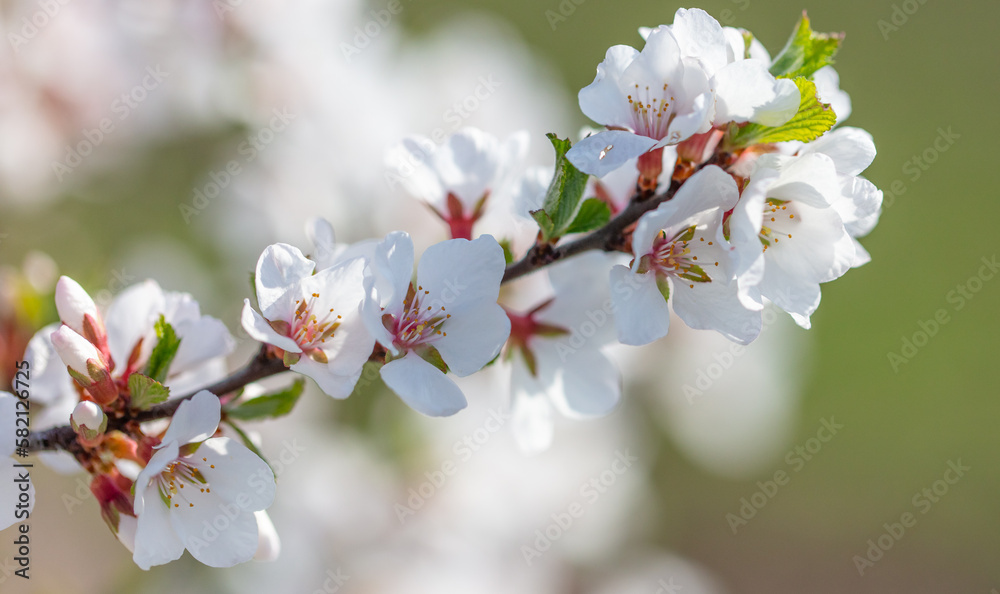Flowers on a cherry tree in spring.