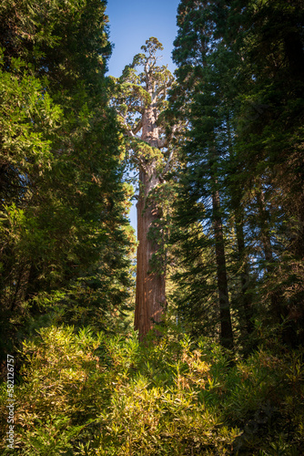 Fototapeta Naklejka Na Ścianę i Meble -  General Grant Tree in Kings Canyon National Park