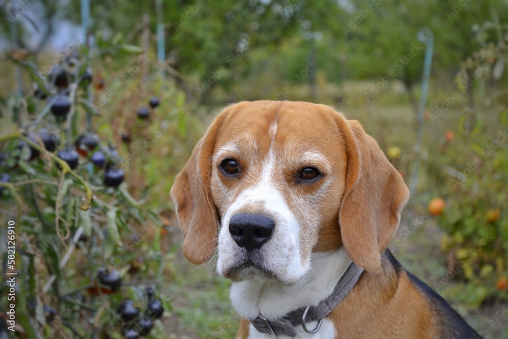 Beagle dog in tomatoes