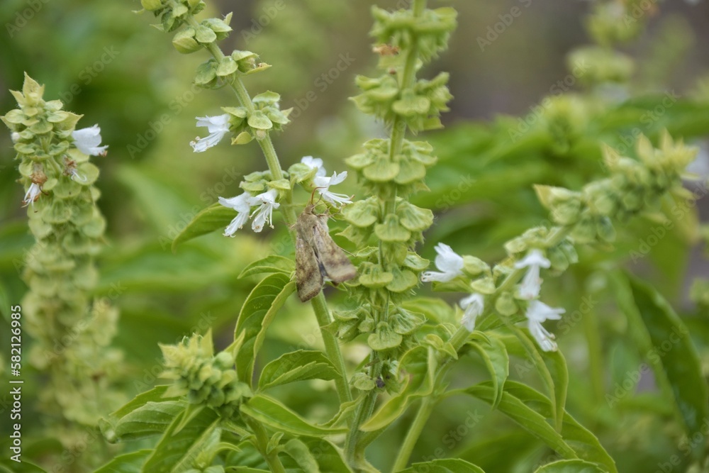 Moth on basilica