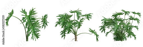 3d illustration of set philodendron xanadu bush isolated on transparent background