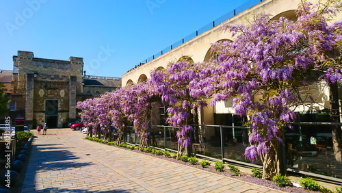 Oxford Castle and Prison, Oxford, United Kingdom - May 7, 2018: climbing flowers blooming on the side of the passage to the exterior of the castle under a clear blue sky