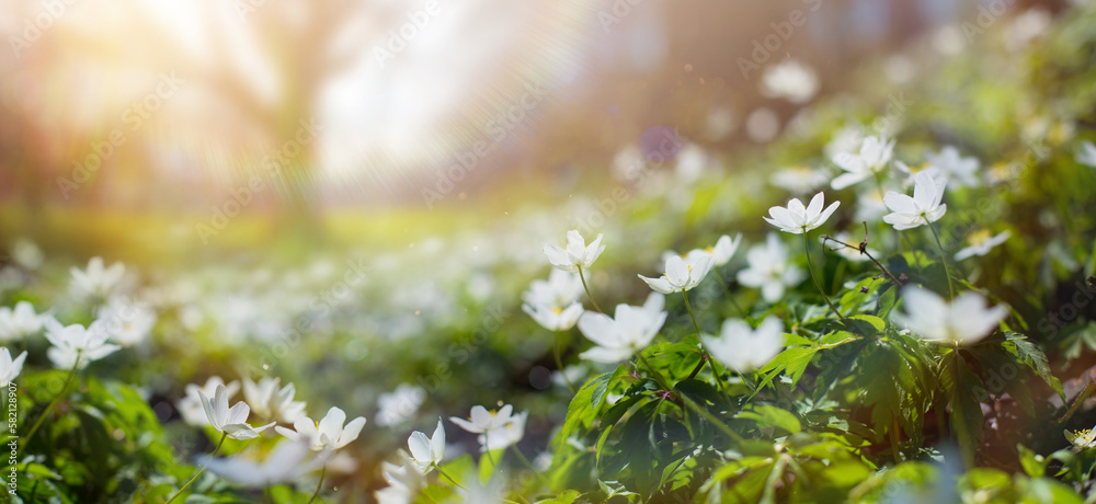 Spring Forest Glade With White Spring Flowers And Spring Trees on a Sunny Day. Happy Easter Morning - obrazy, fototapety, plakaty 
