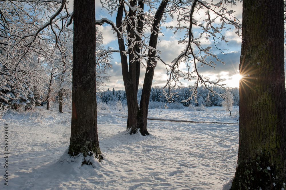 Forest under snow cover, sun and shadows, blue sky. Forest under snow cover, sun and shadows, blue sky.