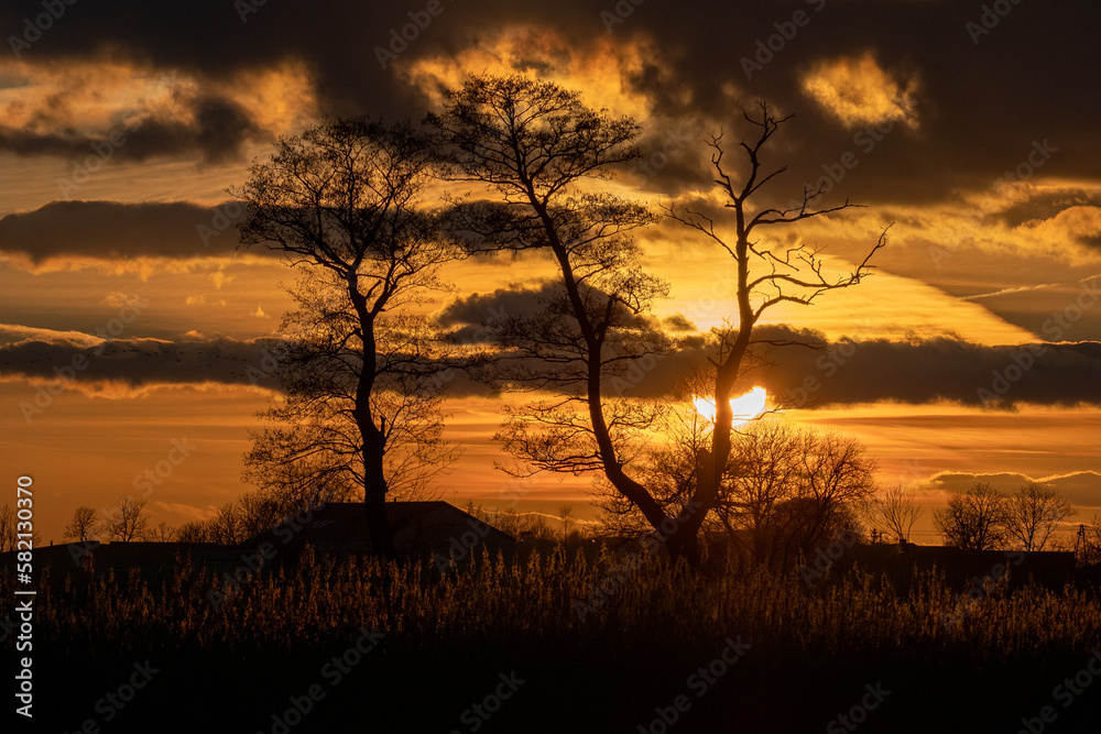 Two lonely trees against the background of the sunset