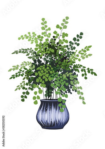 Adiantum capillus veneris fern with attractive foliage in a decorative plant pot. photo