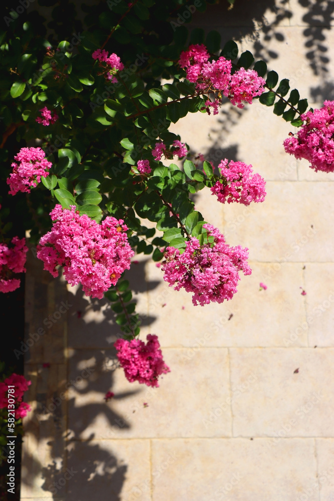 Fototapeta premium Vibrant pink flowers on Tuscarora Crape Myrtle tree in a garden. Selective focus.