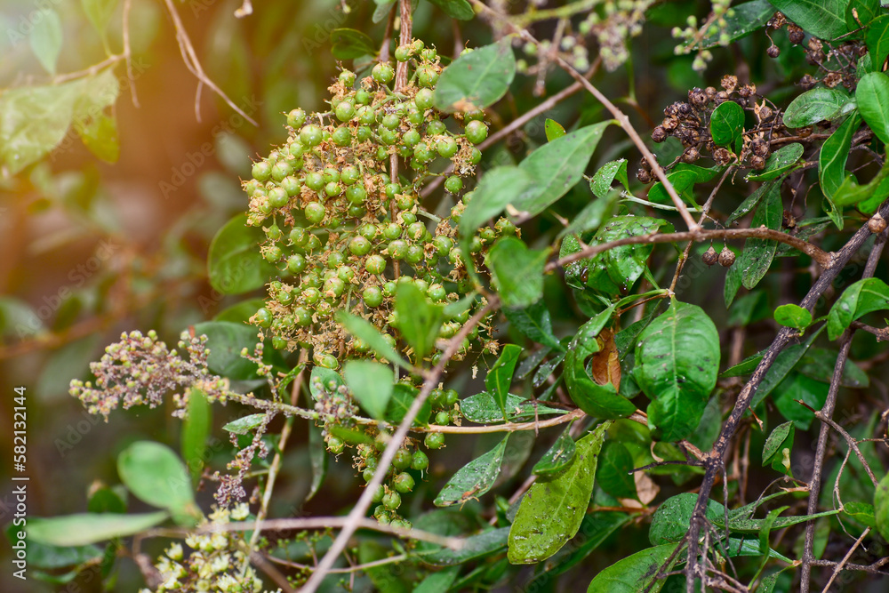 Henna ( Lawsonia inermis) leaves, fruit and flower, Indian medicinal herbs Henna ( Lawsonia inermis) leaves, fruit and flower, Indian medicinal herbs