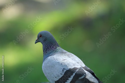 公園の鳩