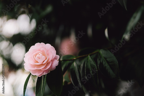 椿の木の美しい花　Beautiful flowers of camellia tree (ID: 582133907)