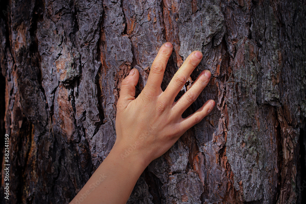 A woman's hand touching a tree trunk
