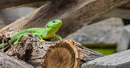 Balcan green lizard or lacerta trilineata on the woods enjoying the sun. photo