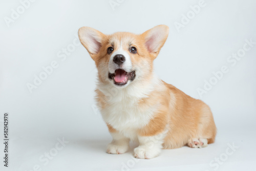 A happy Pembroke Welsh Corgi puppy looks at the camera. isolated on a white background