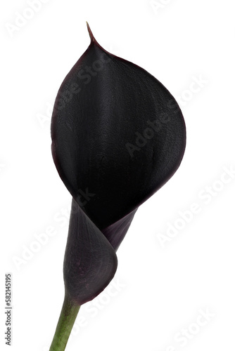 Black calla lily flower