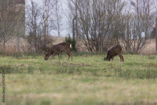 deer in the field © DEVKIRAN