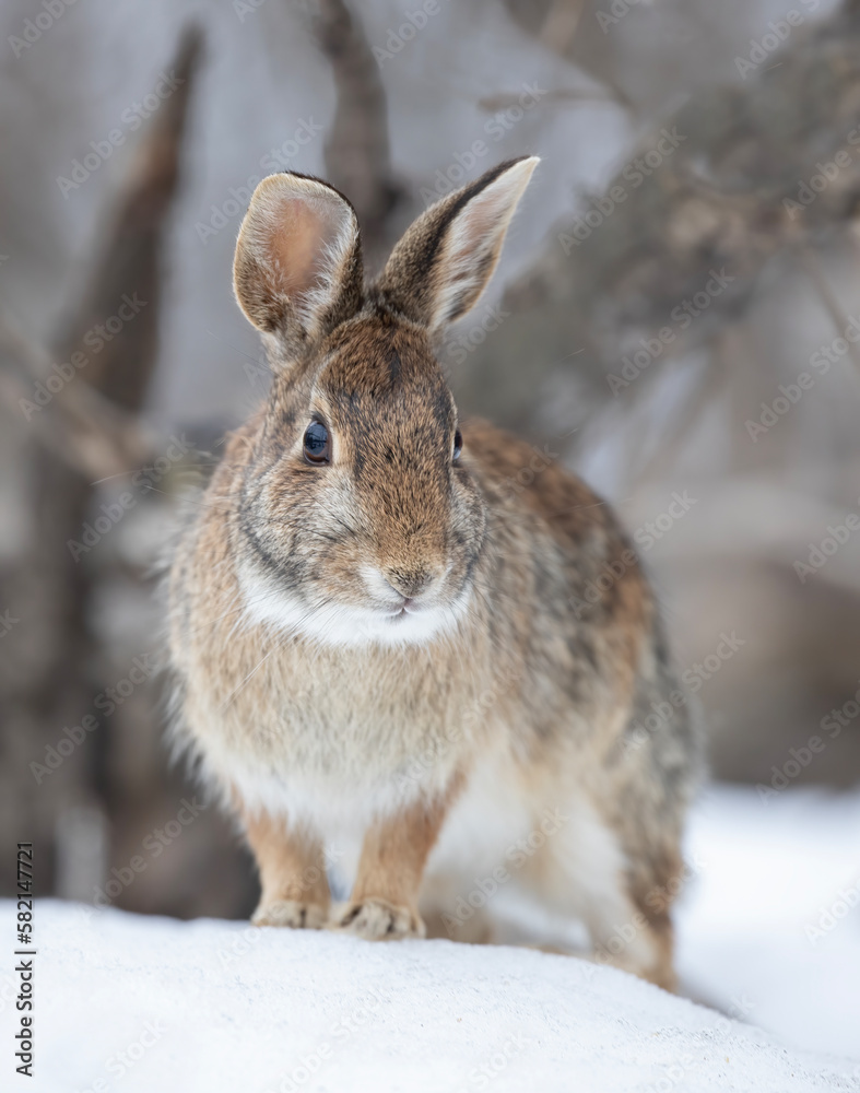 Obraz premium Eastern cottontail rabbit standing in a winter forest.