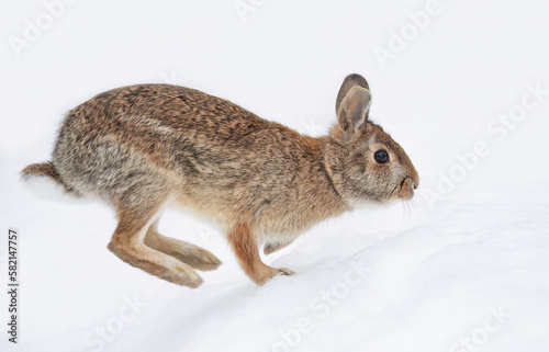 Eastern cottontail rabbit hopping along in a winter forest.