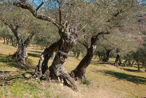 Olivenbäume bei San Damiano, Assisi, Italien