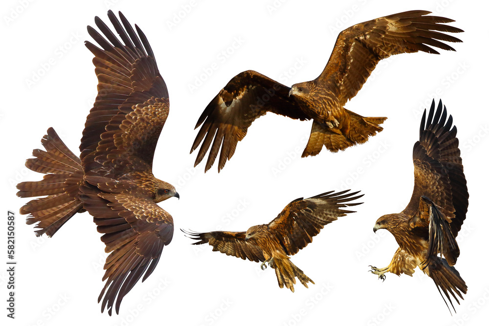 Set of Black kite (Milvus migrans) flying isolated on transparent background png file Set of Black kite (Milvus migrans) flying isolated on transparent background png file