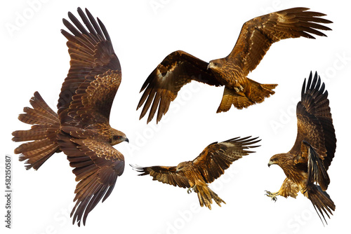 Set of Black kite  Milvus migrans  flying isolated on transparent background png file 