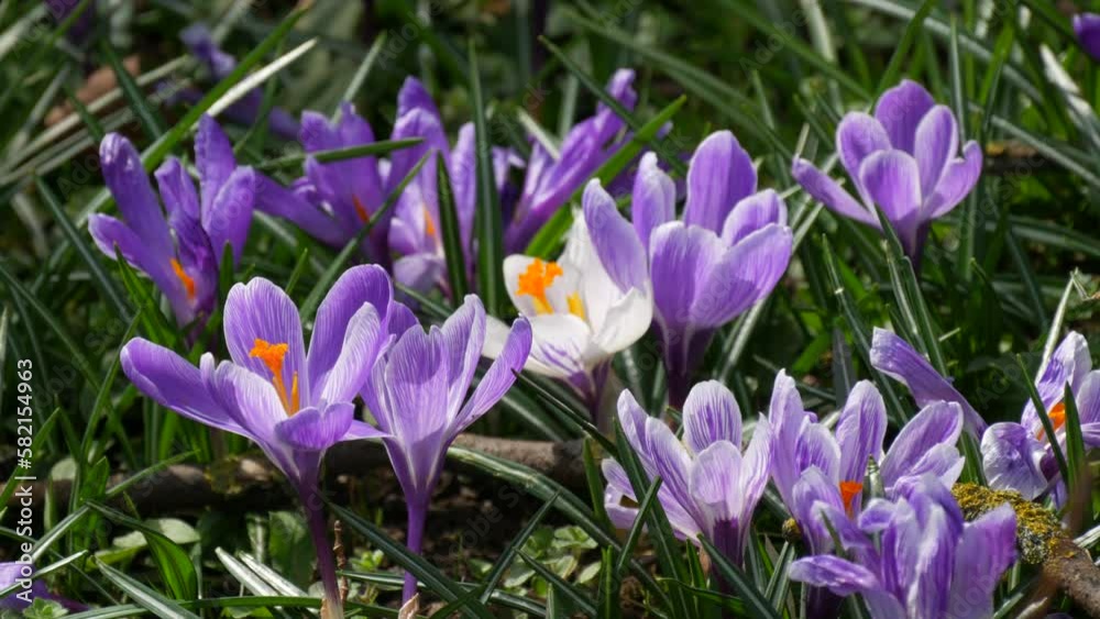 A field of spring purple and white crocuses blooming on a sunny spring day. The wind blows flower petals, bees fly around