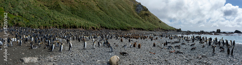 View from the King penguins colony at Sandy bay, Macquarie Islsnd, Australia.