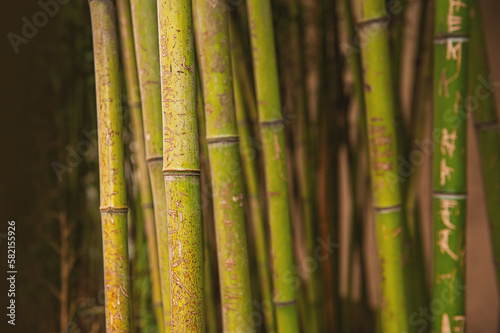 Natural dense green bamboo texture background