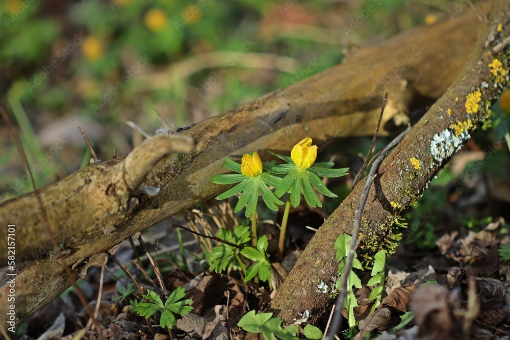 Obraz premium Winterlinge (Eranthis hyemalis).zwischen Totholz
