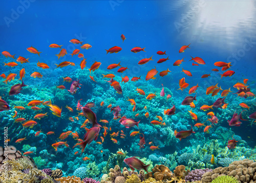 Fototapeta Naklejka Na Ścianę i Meble -  Photo of a coral colony on a reef