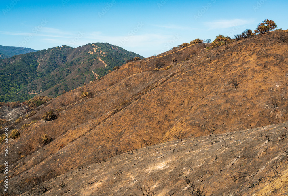Damage from Forest Fire at Las Padres National Forest