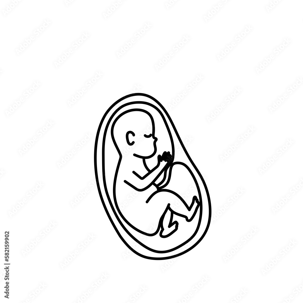 Human fetus development line art. Human fetus development line art.